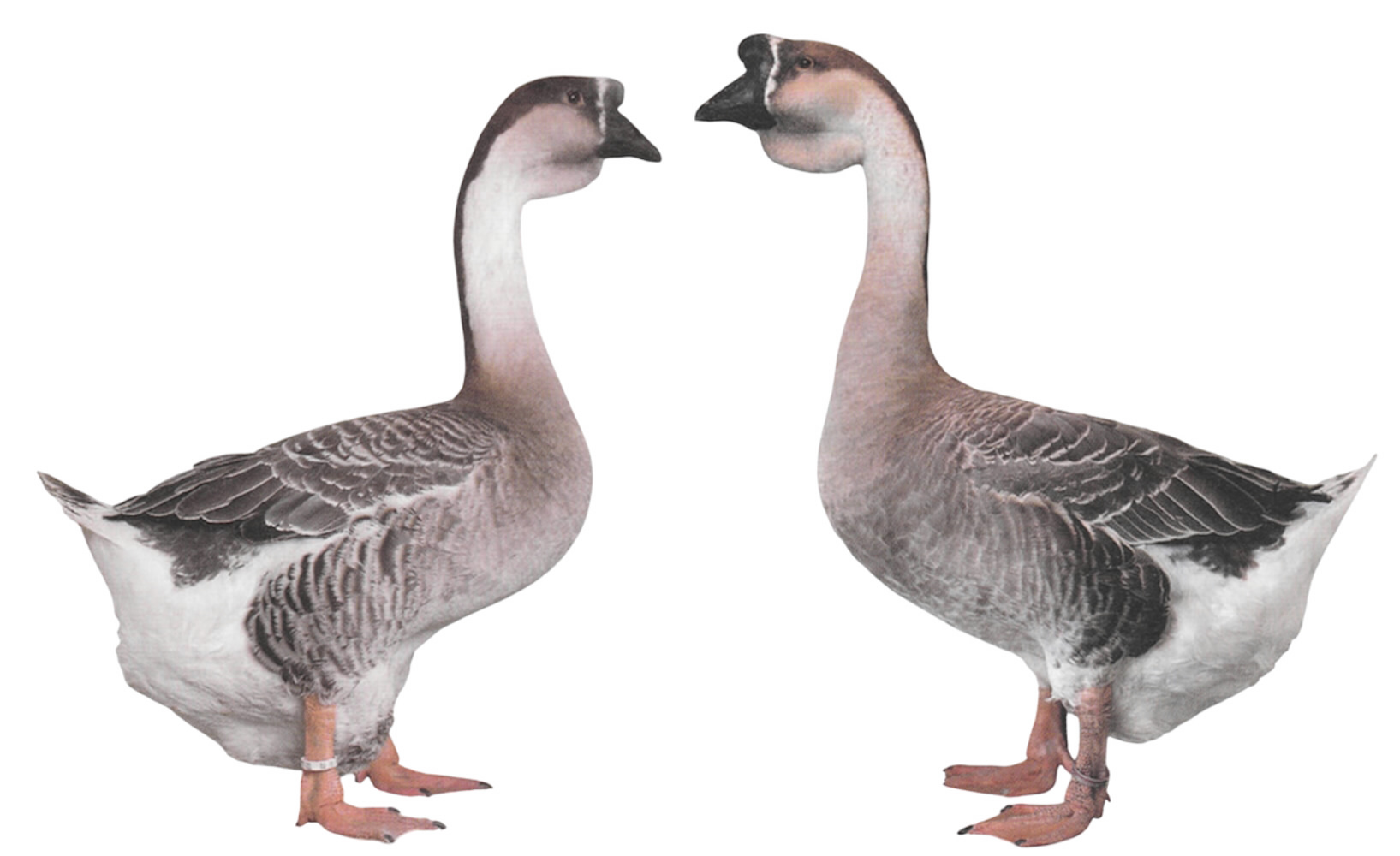 Afrikanische Höckergänse Afrikanische Höckergänse