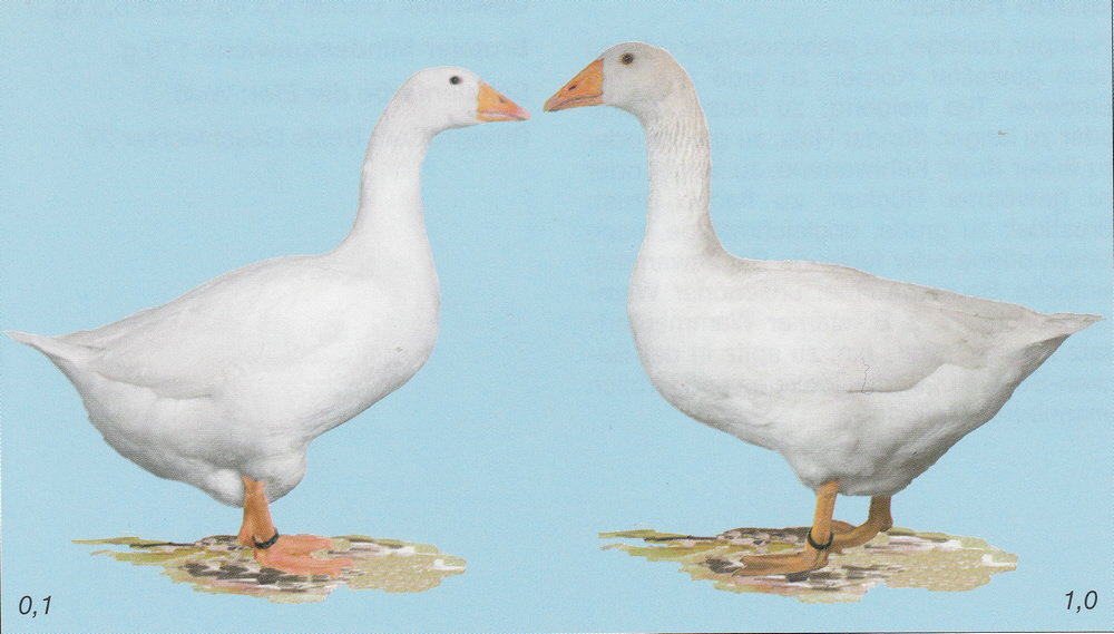 Deutsche Legegänse Deutsche Legegänse