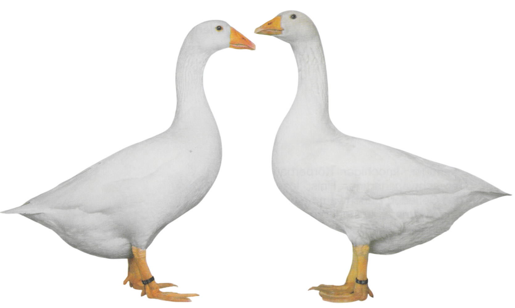 Diepholzer Gänse Diepholzer Gänse