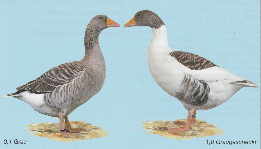Elsässer Gänse Elsässer Gänse