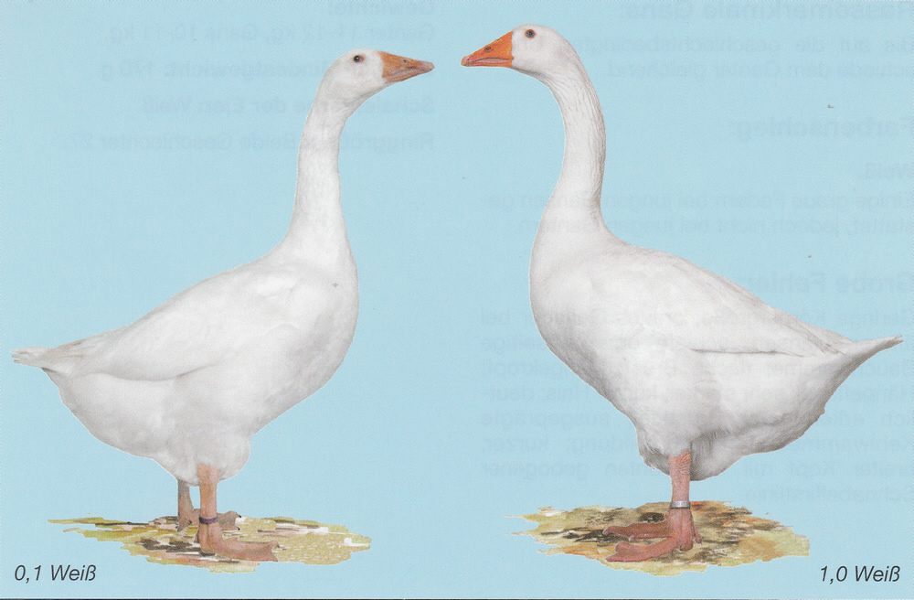 Emdener Gänse Emdener Gänse