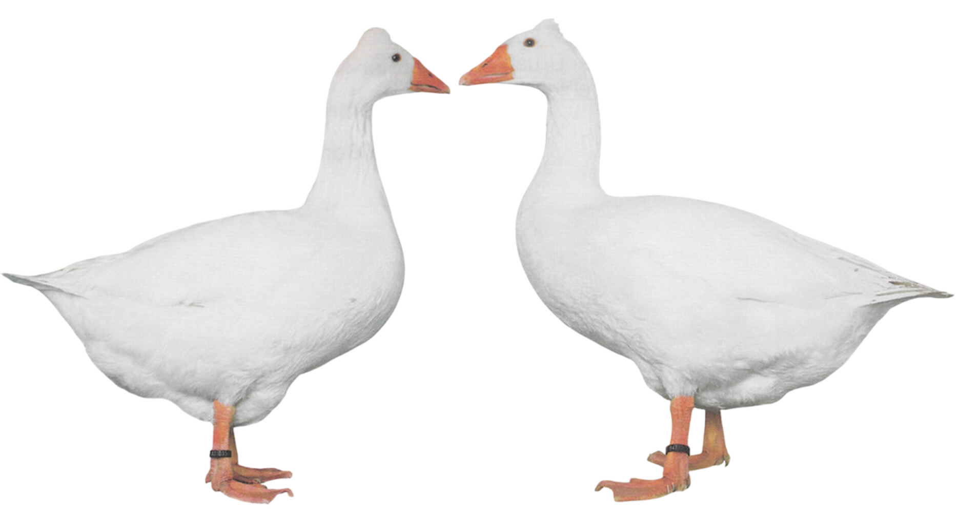 Empordagänse Empordagänse