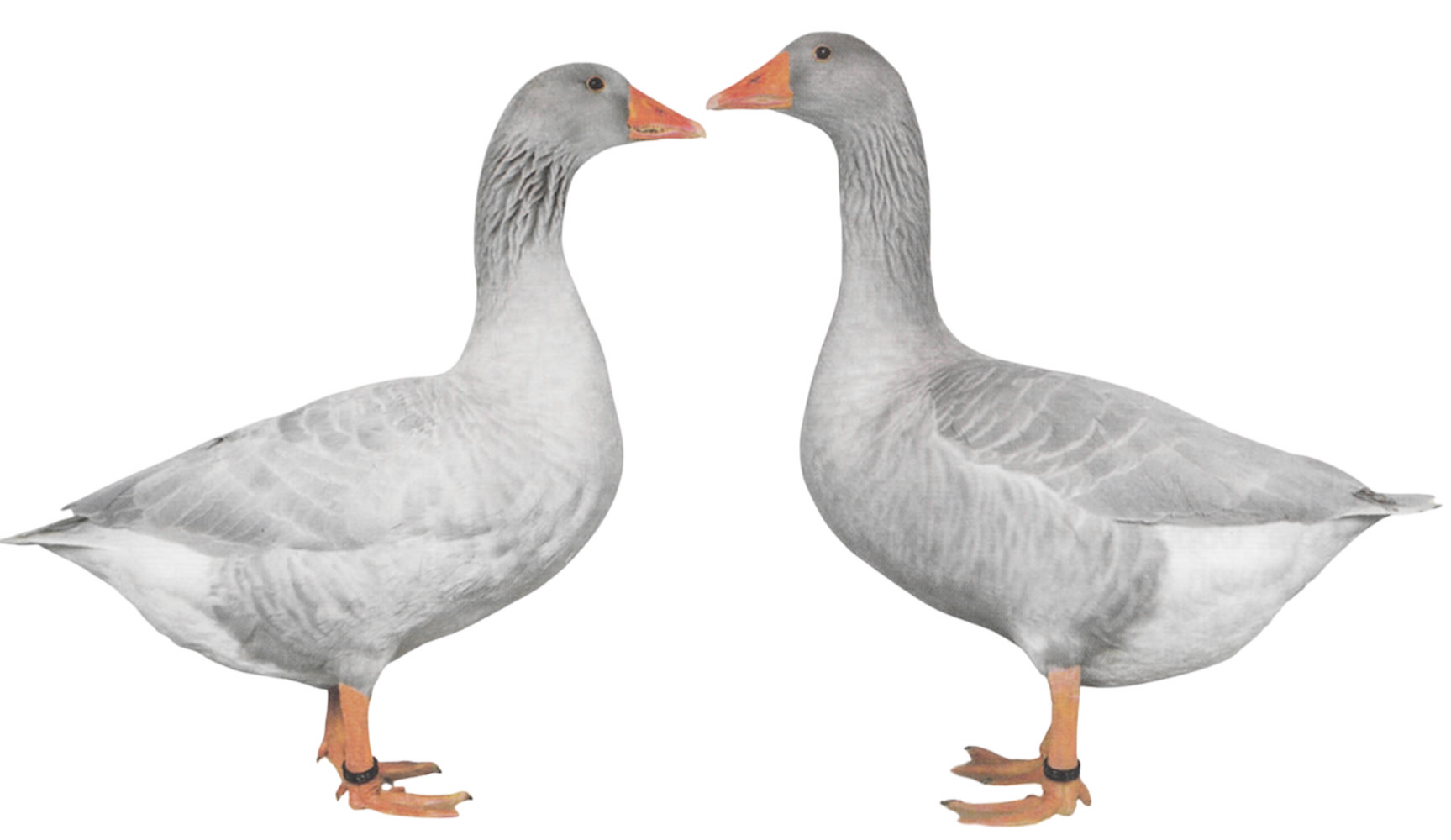 Fränkische Landgänse