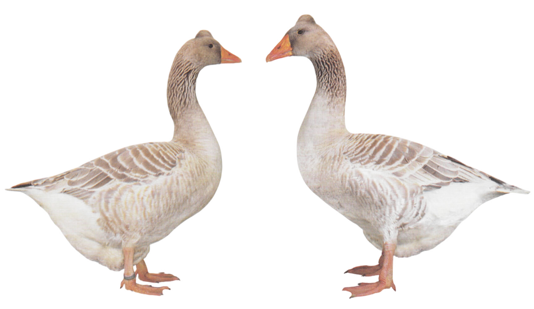 Mecklenburger Gänse