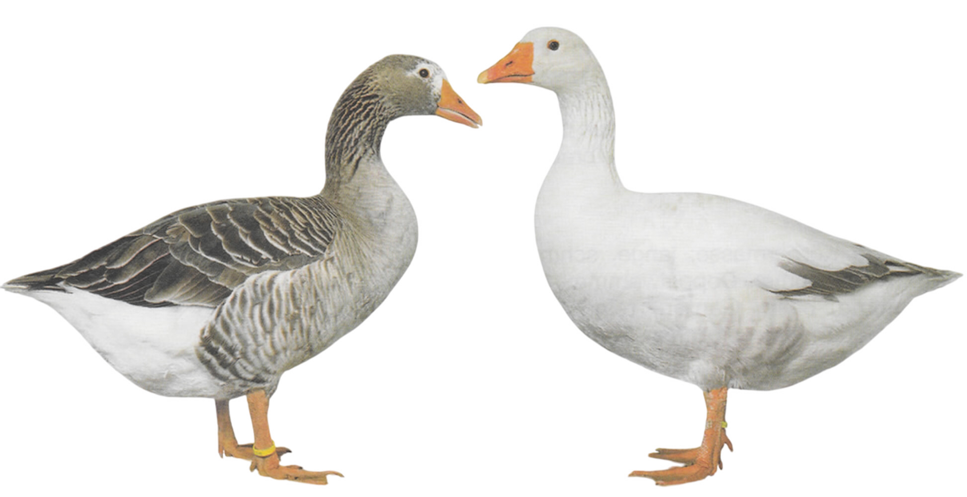 Pilgrimgänse Pilgrimgänse