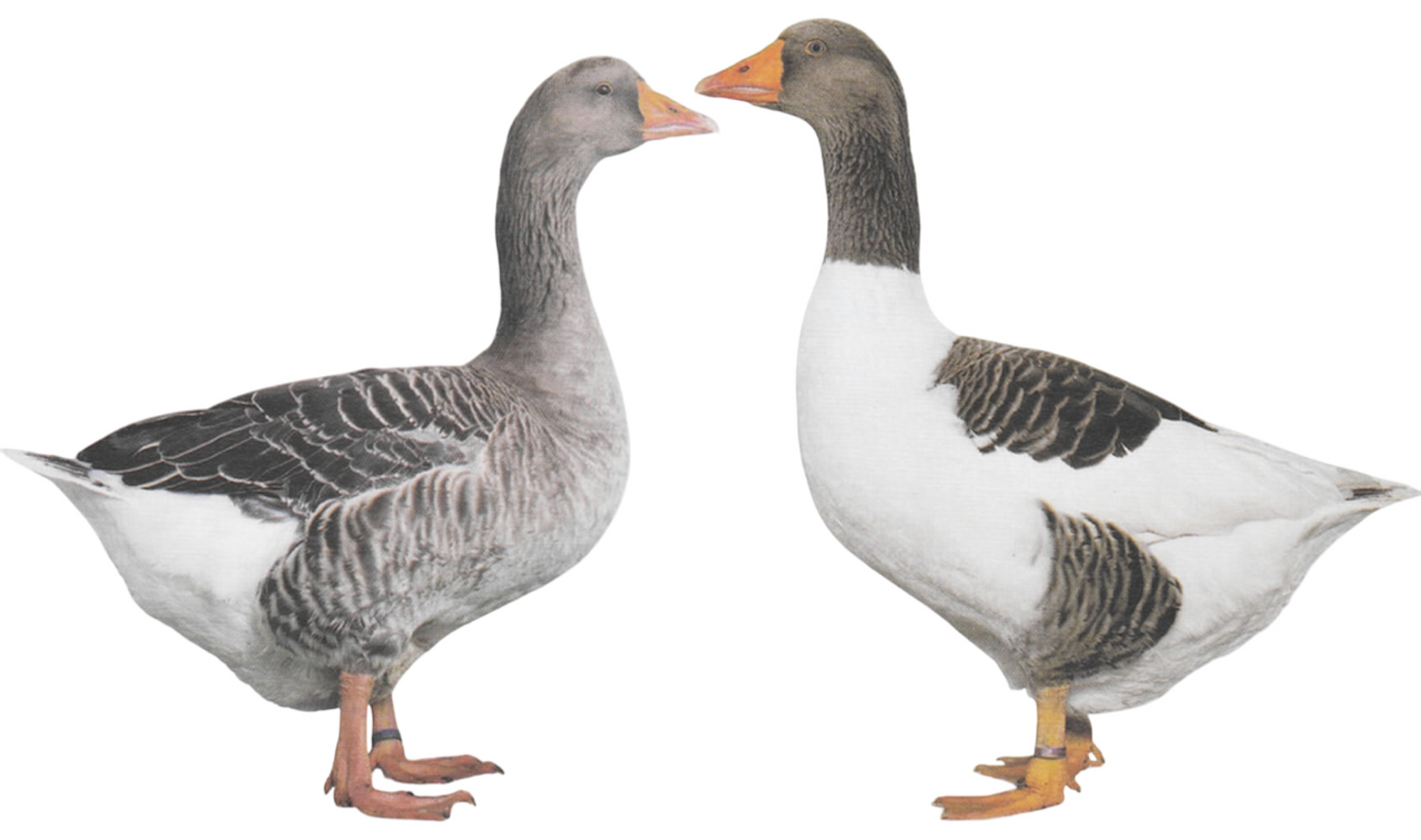 Pommerngänse Pommerngänse