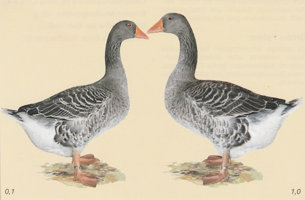 Russische Gänse Russische Gänse