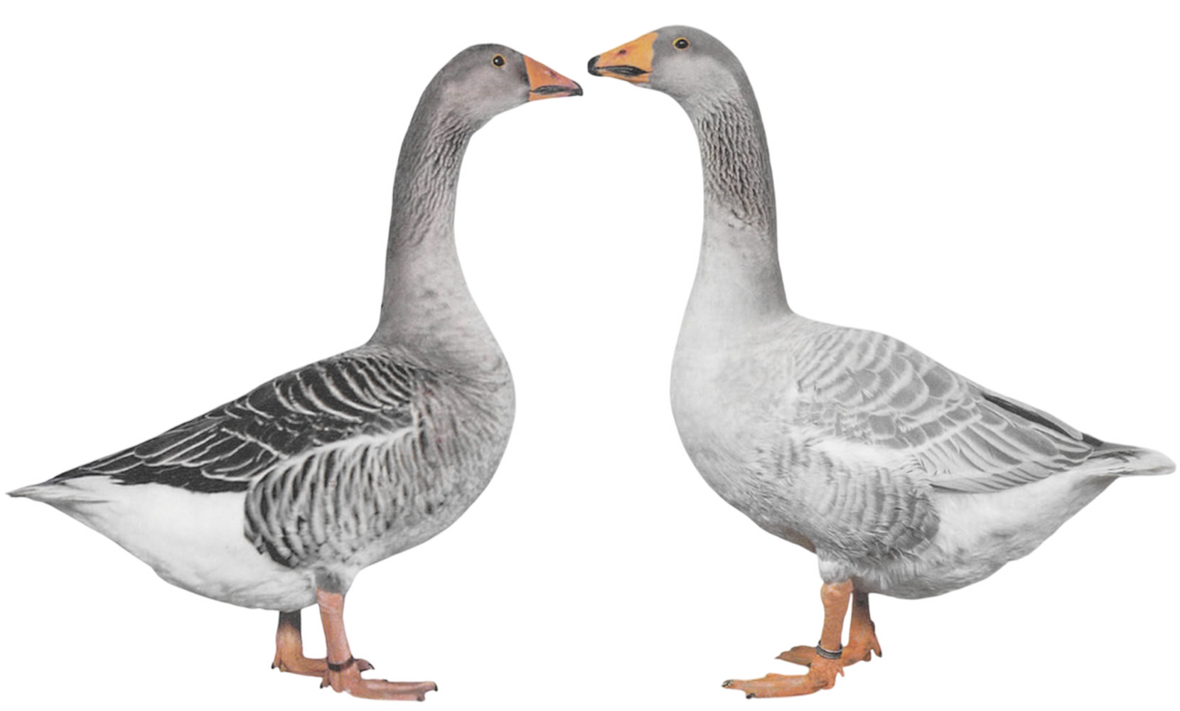 Steinbacher Kampfgänse