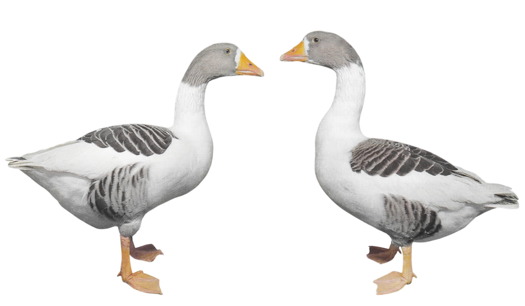 Twenter Landgänse Twenter Landgänse