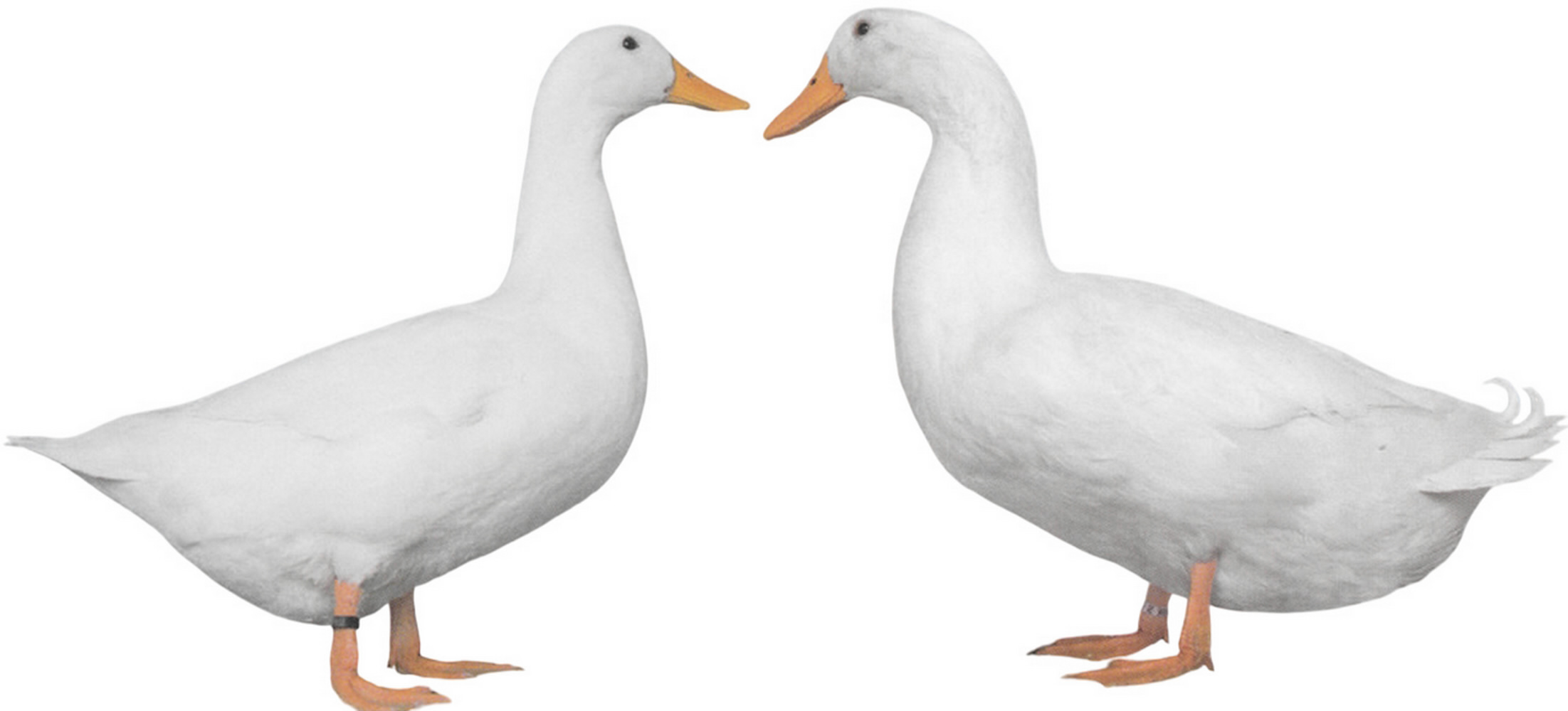 Amerikanische Pekingenten