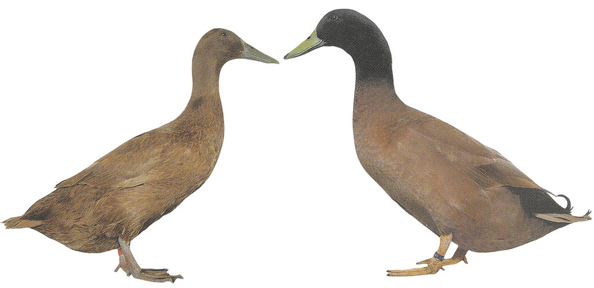 Deutsche Campbellenten