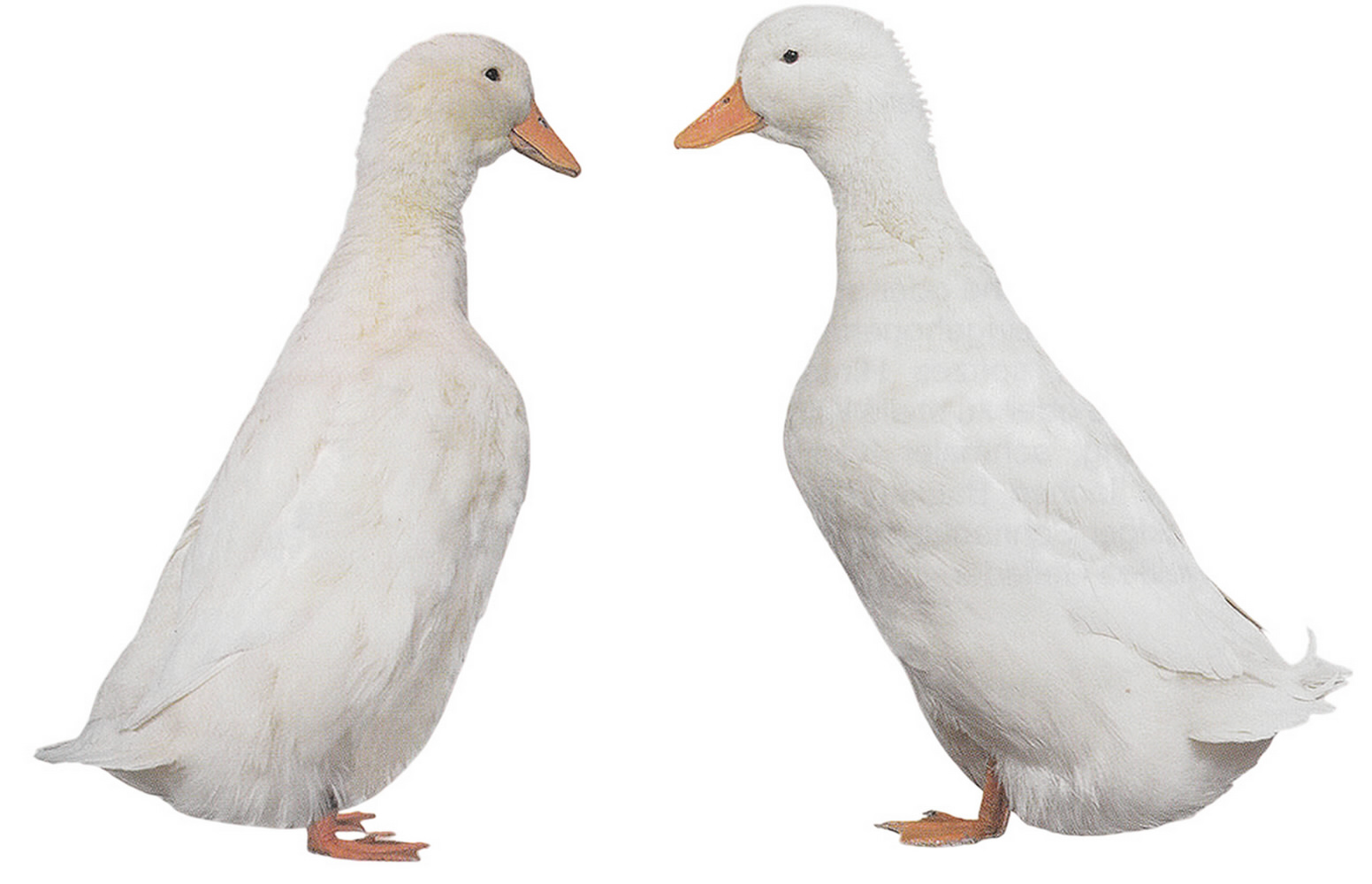 Deutsche Pekingenten Deutsche Pekingenten