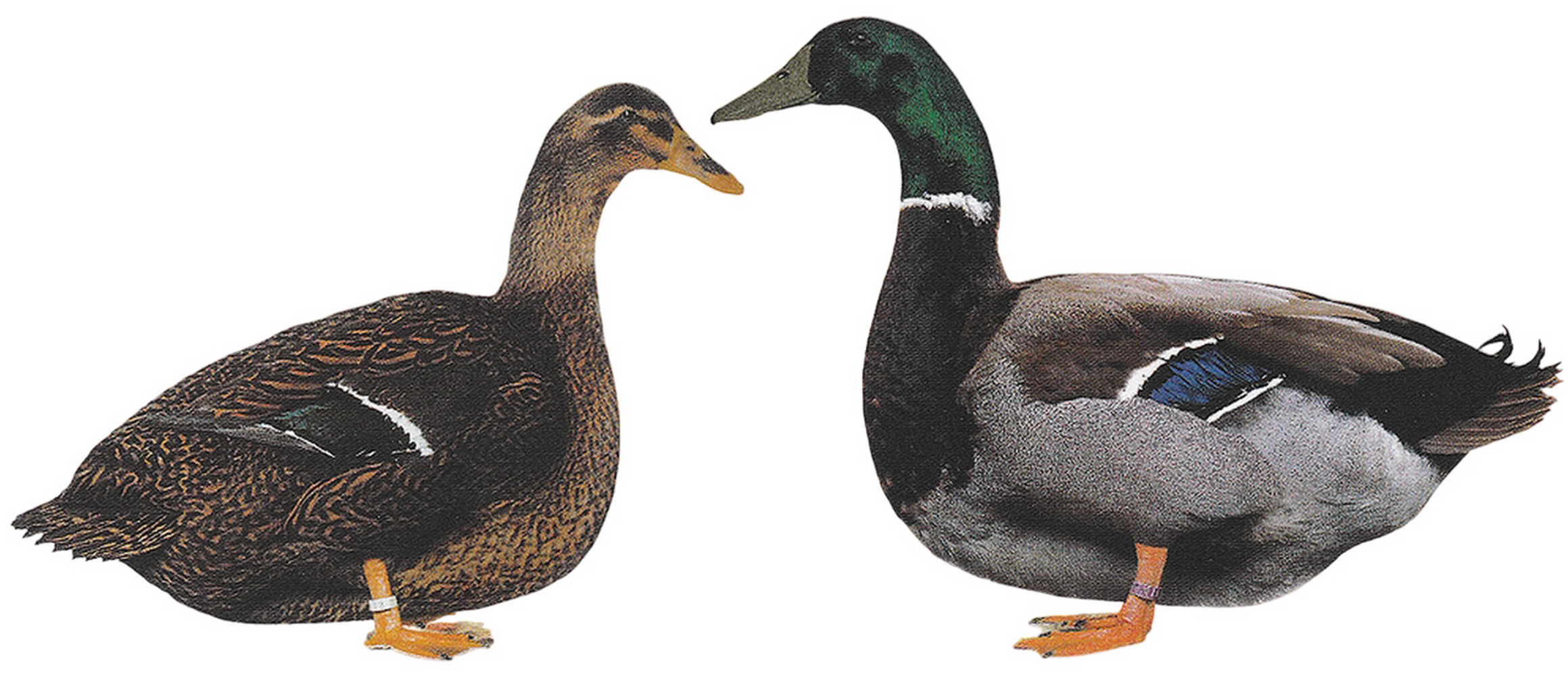 Rouenenten (EE: Englische Rouenenten) Rouenenten (EE: Englische Rouenenten)