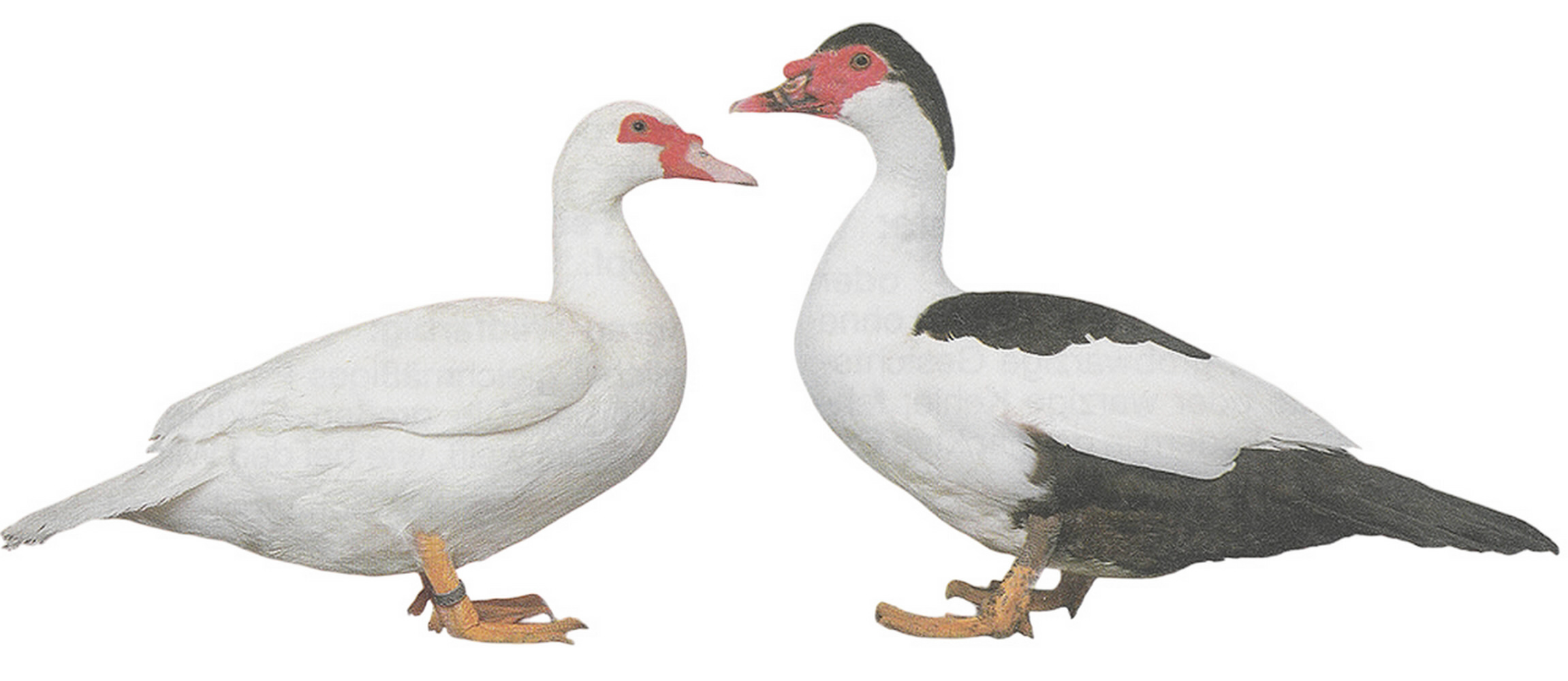 Warzenenten Warzenenten