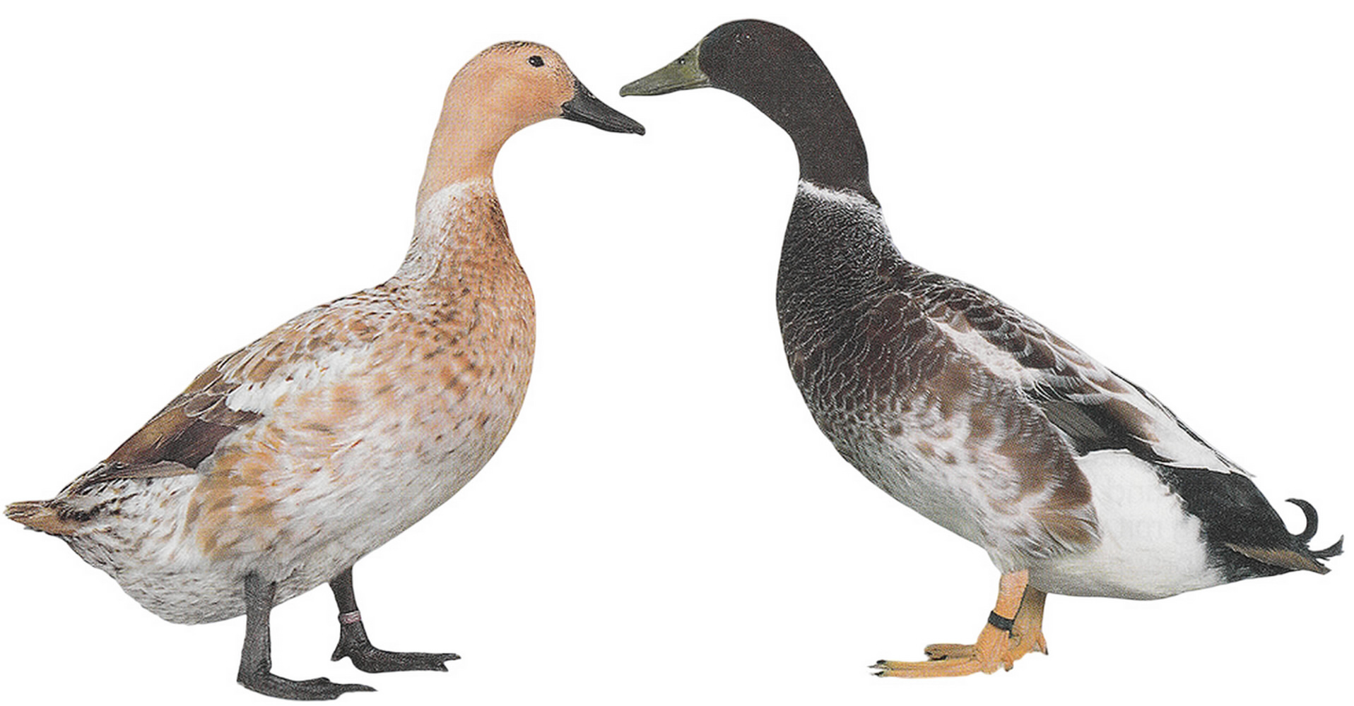 Welsh-Harlekin-Enten Welsh-Harlekin-Enten