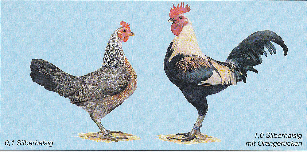 Altenglische Kämpfer