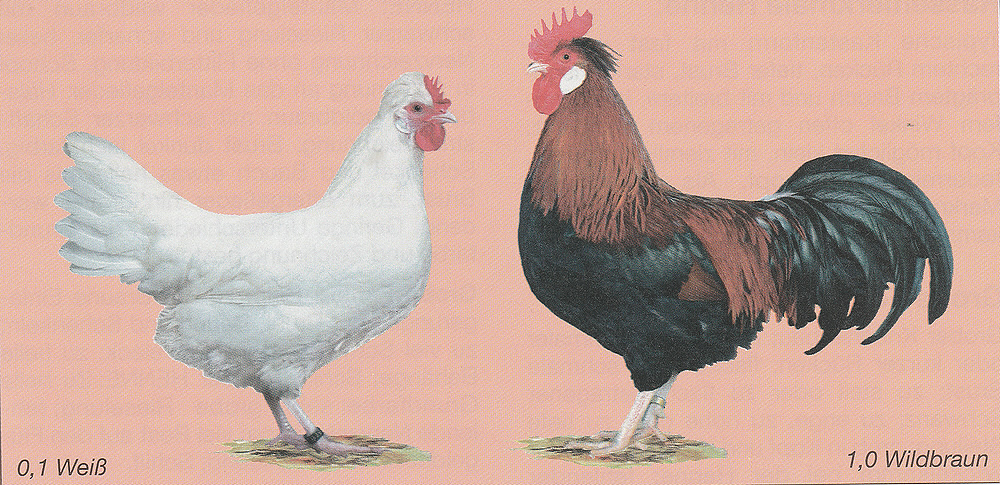 Altsteirer Altsteirer