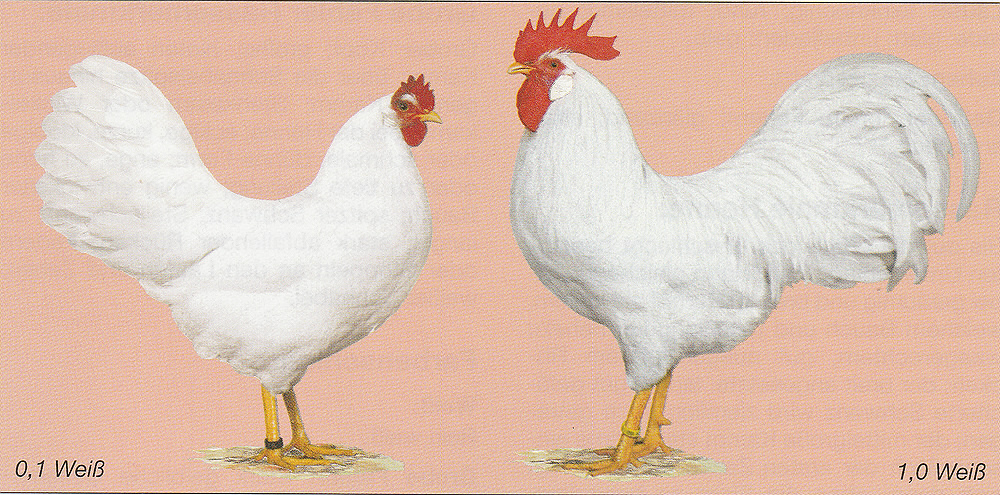 Amerikanische Leghorn