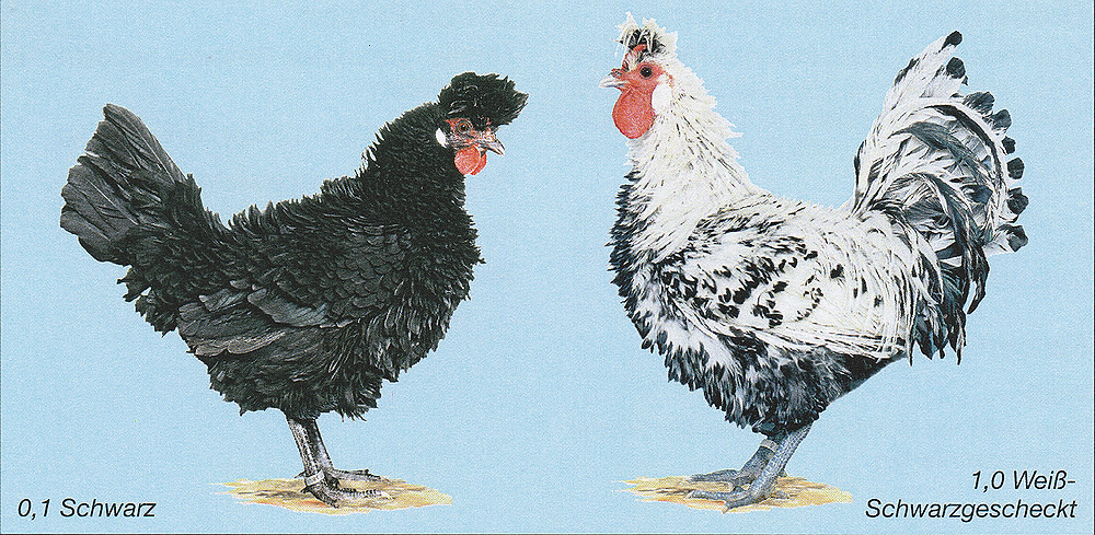 Annaberger Haubenstrupphühner Annaberger Haubenstrupphühner