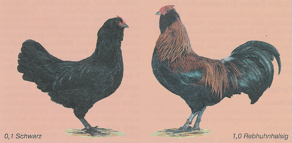 Appenzeller Barthühner