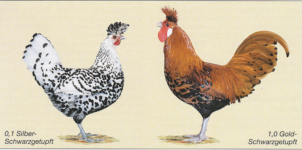 Appenzeller Spitzhauben Appenzeller Spitzhauben