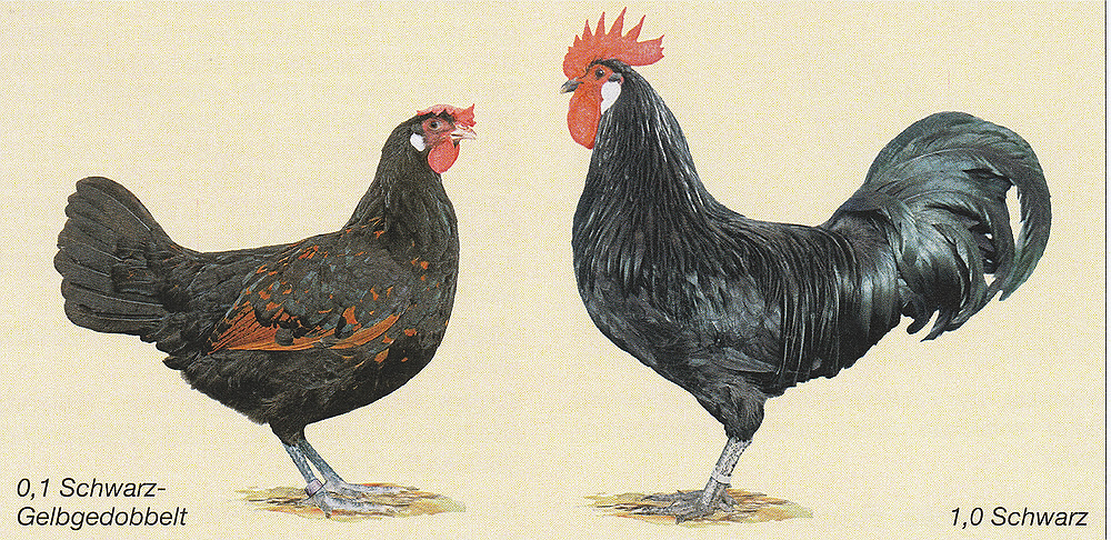 Bergische Schlotterkämme Bergische Schlotterkämme