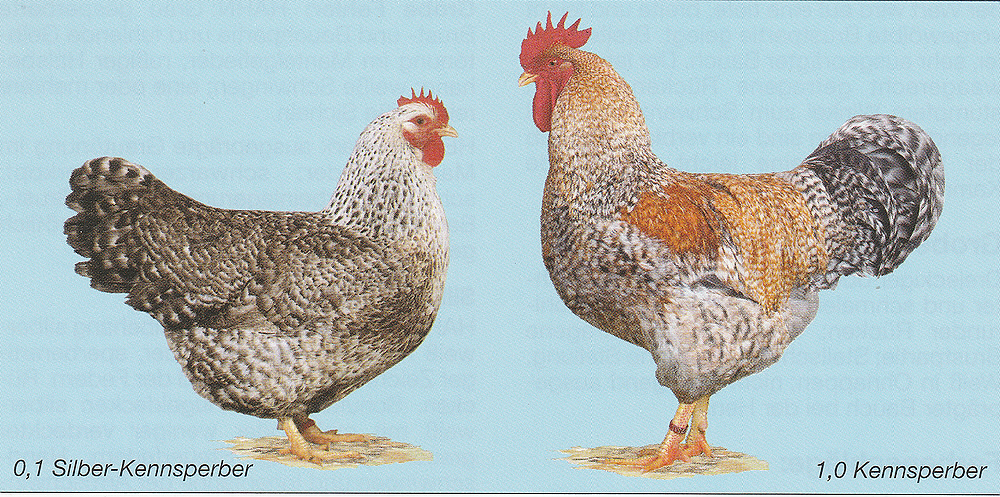 Bielefelder Kennhühner Bielefelder Kennhühner