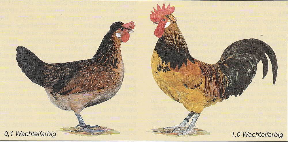 Brabanter Bauernhühner (EE: Brabançonne)