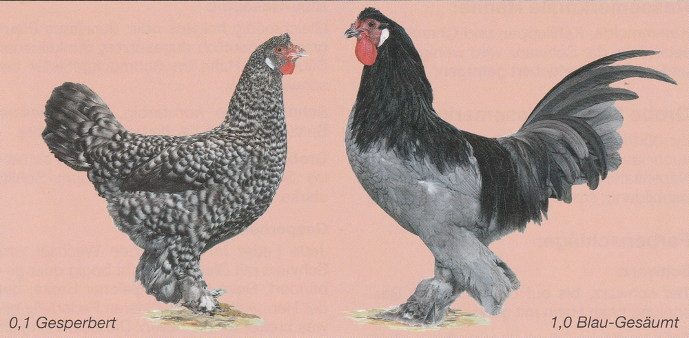 Breda (EE: Kraaikop) Breda (EE: Kraaikop)