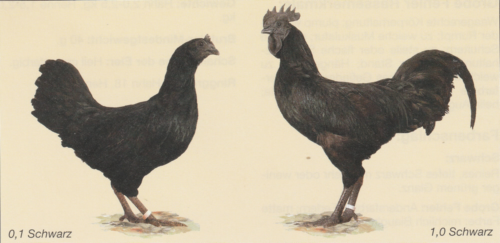 Cemani