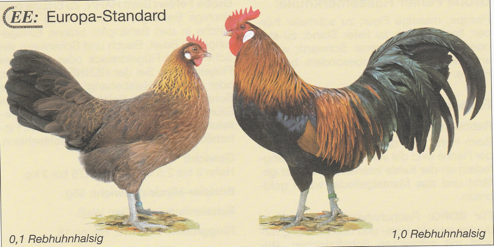 Dänische Landhühner Dänische Landhühner