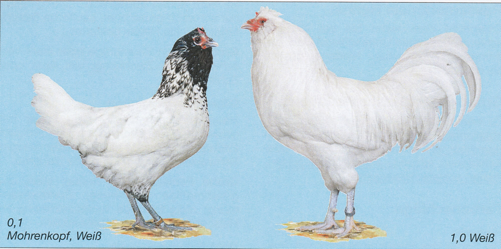 Eulenbarthühner Eulenbarthühner