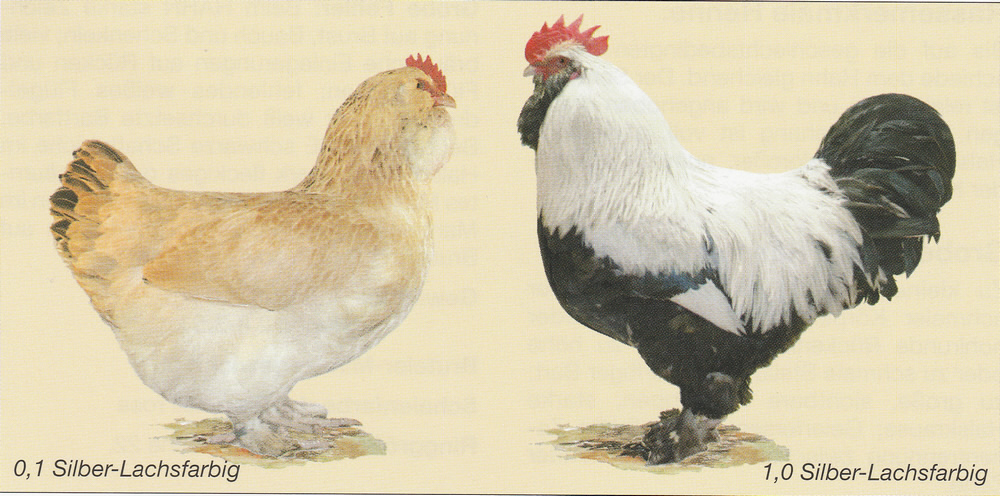 Französische Faverolles Französische Faverolles