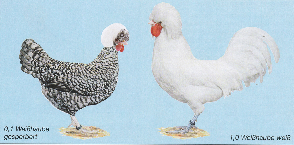 Holländer Haubenhühner Holländer Haubenhühner