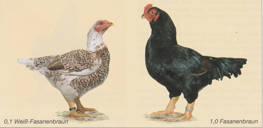 Indische Kämpfer Indische Kämpfer