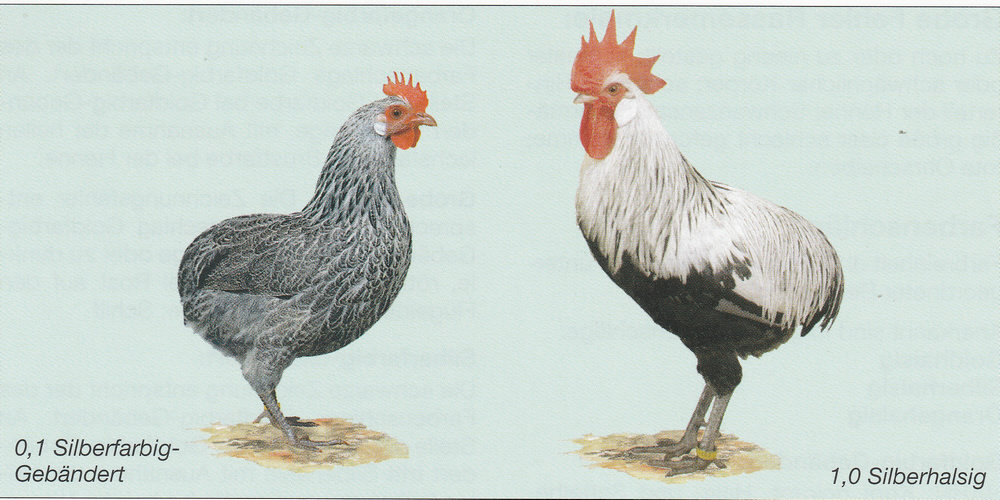 Kaulhühner Kaulhühner