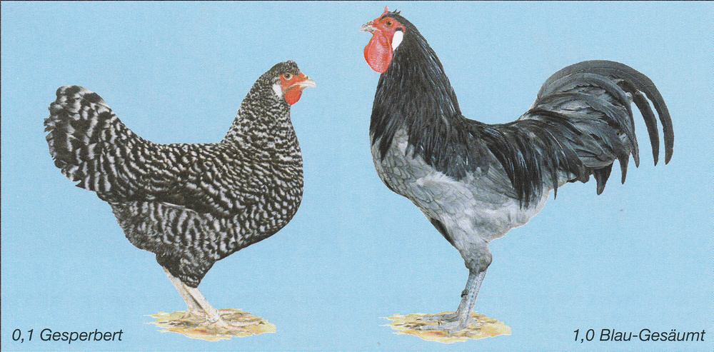 La Flèche La Flèche