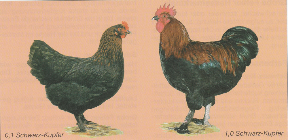 Marans Marans