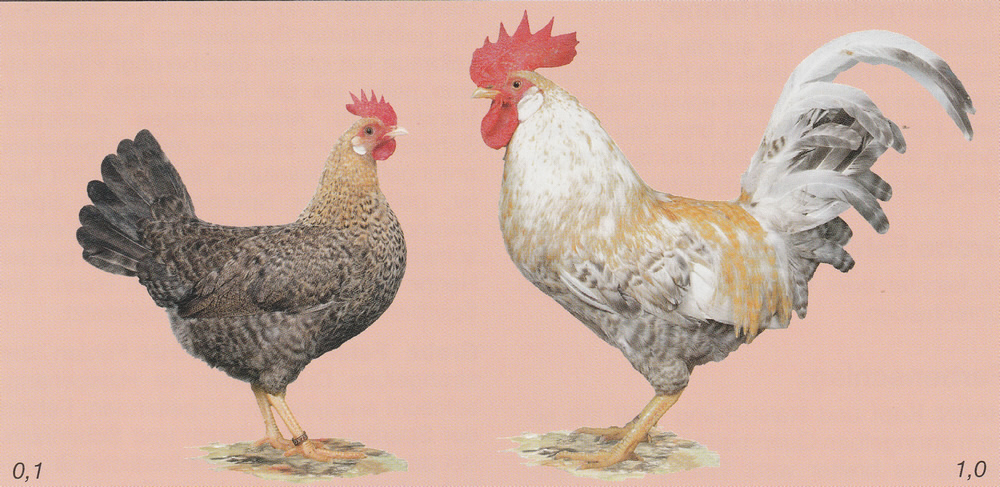 Norwegische Jaerhühner