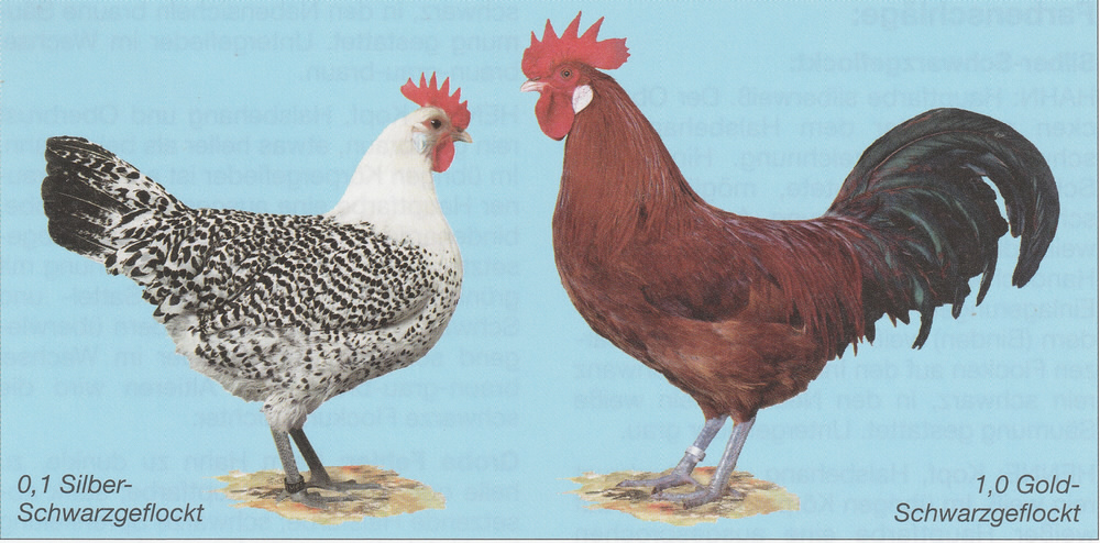 Ostfriesische Möwen Ostfriesische Möwen