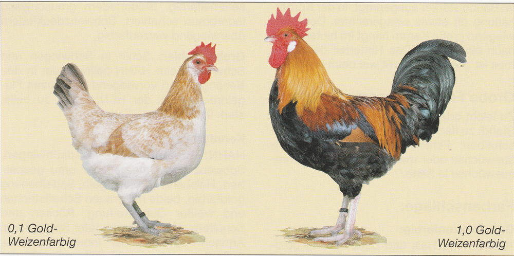 Penedesenca Penedesenca