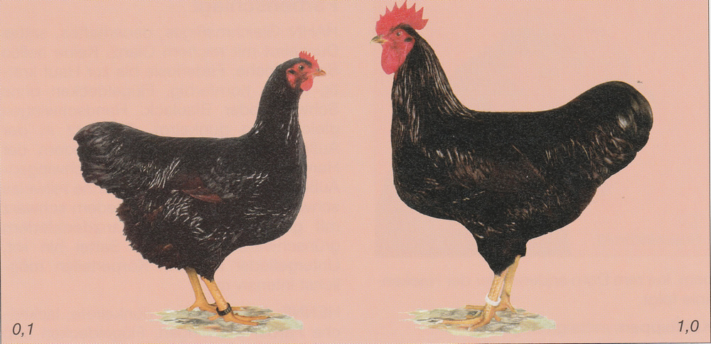 Rhodeländer (EE: Rhode Island Red) Rhodeländer (EE: Rhode Island Red)