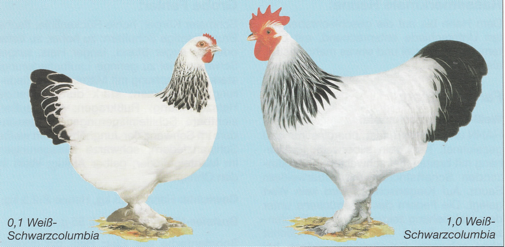 Sundheimer Sundheimer