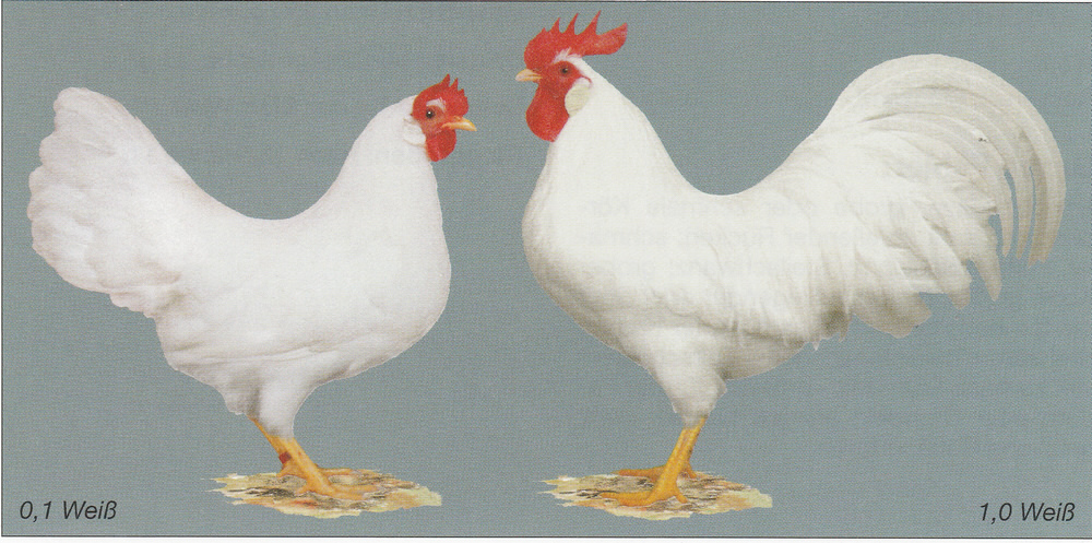 Amerikanische Zwerg-Leghorn
