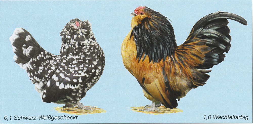 Antwerpener Bartzwerge Antwerpener Bartzwerge