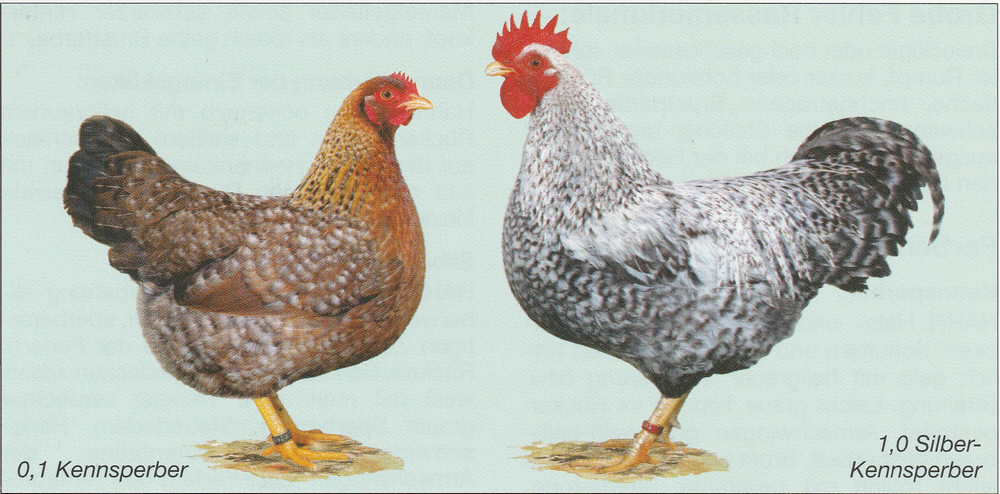 Bielefelder Zwerg-Kennhühner