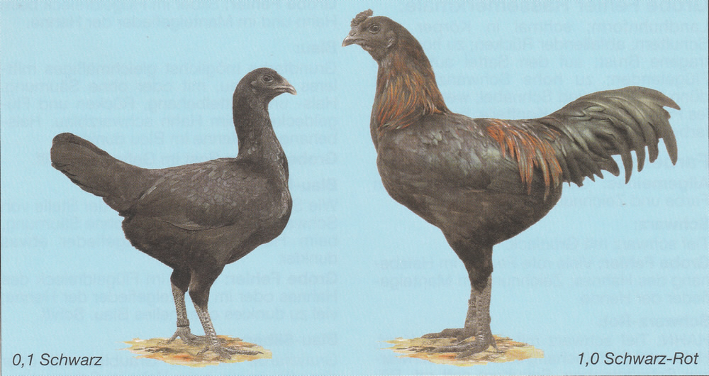 Brügger Zwerg-Kämpfer Brügger Zwerg-Kämpfer