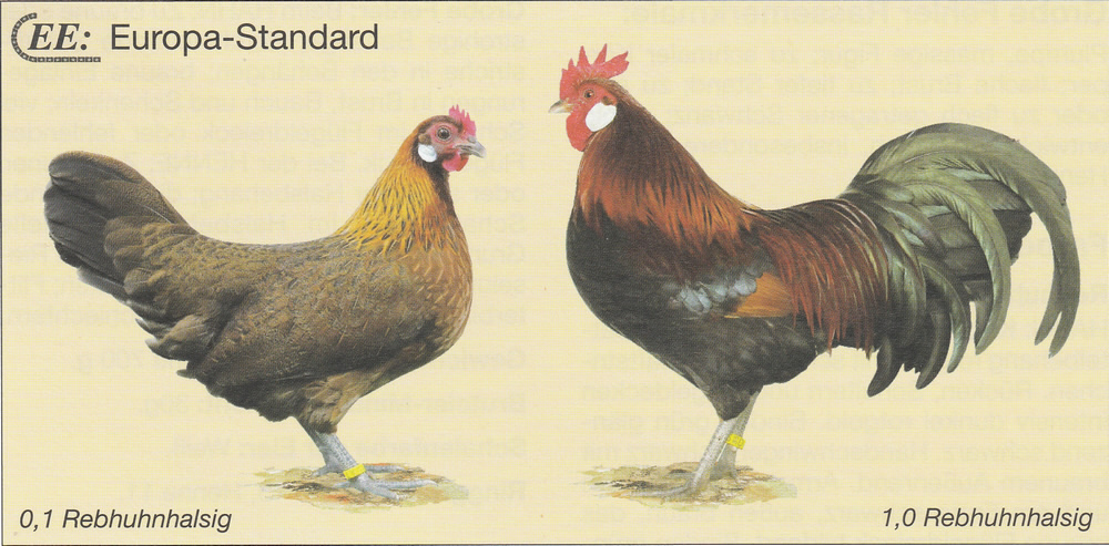 Dänische Zwerg-Landhühner Dänische Zwerg-Landhühner