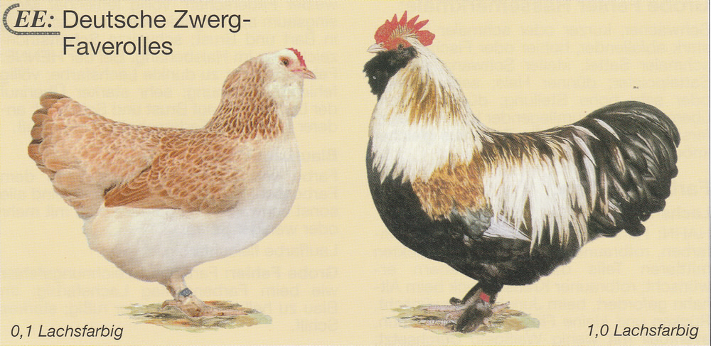 Deutsche Zwerg-Lachshühner (EE: Deutsche Zwerg-Faverolles)