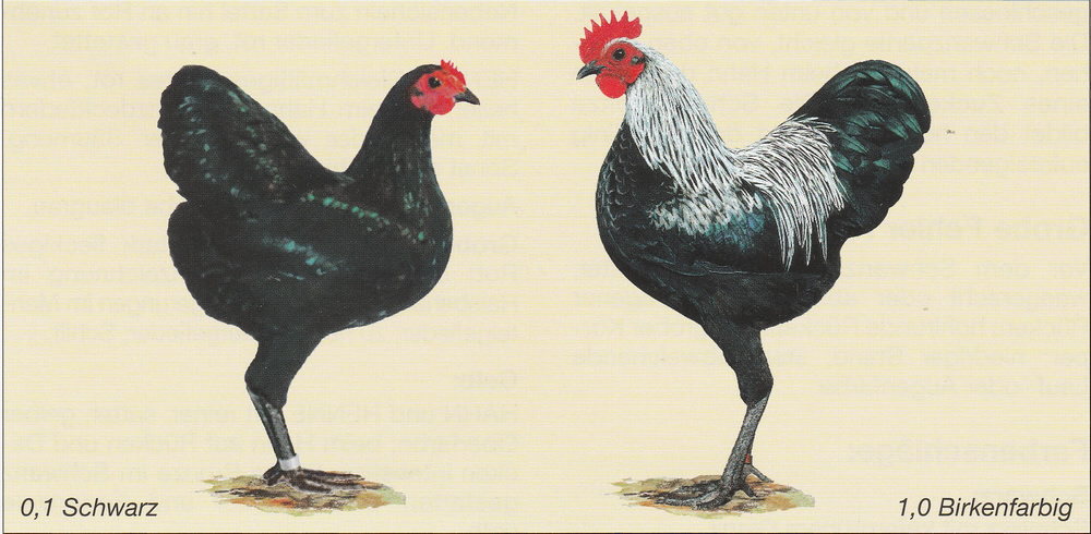 Deutsche Zwerg-Langschan Deutsche Zwerg-Langschan